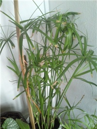 ec09748b-palme staro.jpg